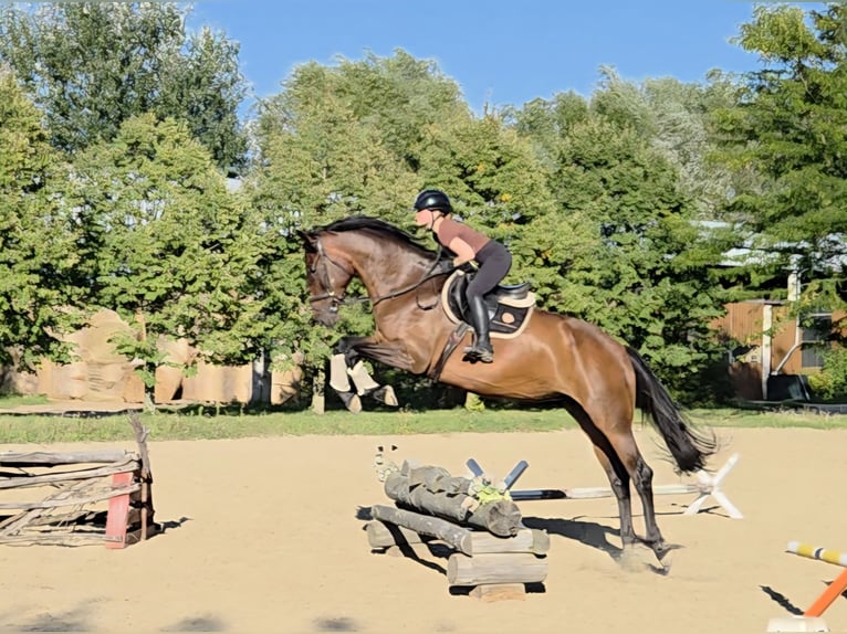 Hongaars sportpaard Merrie 6 Jaar 176 cm Bruin in Schattendorf