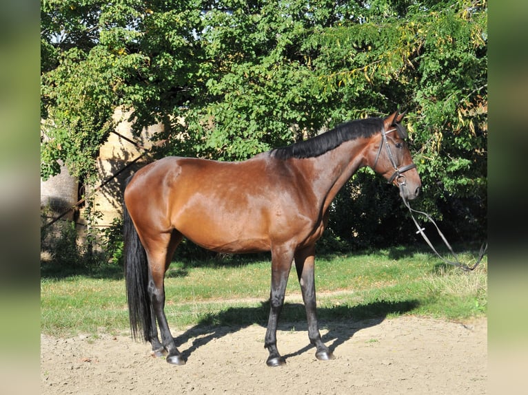 Hongaars sportpaard Merrie 6 Jaar 176 cm Bruin in Schattendorf