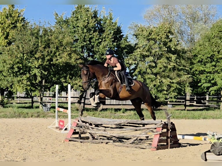 Hongaars sportpaard Merrie 6 Jaar 176 cm Bruin in Schattendorf