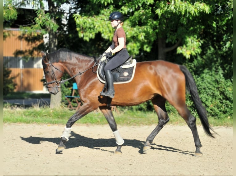 Hongaars sportpaard Merrie 6 Jaar 176 cm Bruin in Schattendorf
