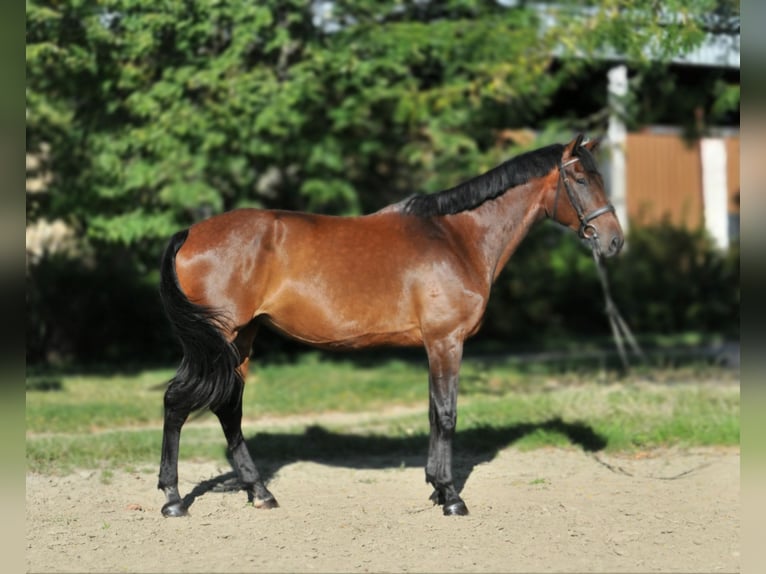 Hongaars sportpaard Merrie 6 Jaar 176 cm Bruin in Schattendorf