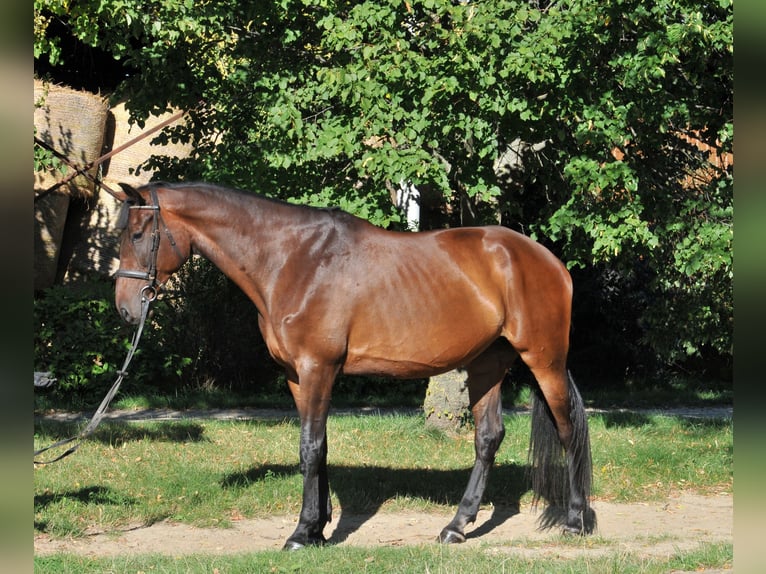 Hongaars sportpaard Merrie 6 Jaar 176 cm Bruin in Schattendorf