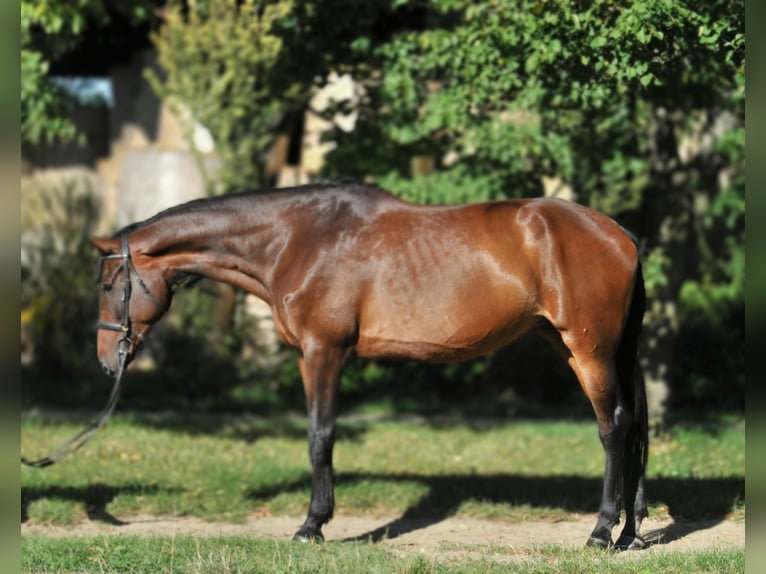 Hongaars sportpaard Merrie 6 Jaar 176 cm Bruin in Schattendorf