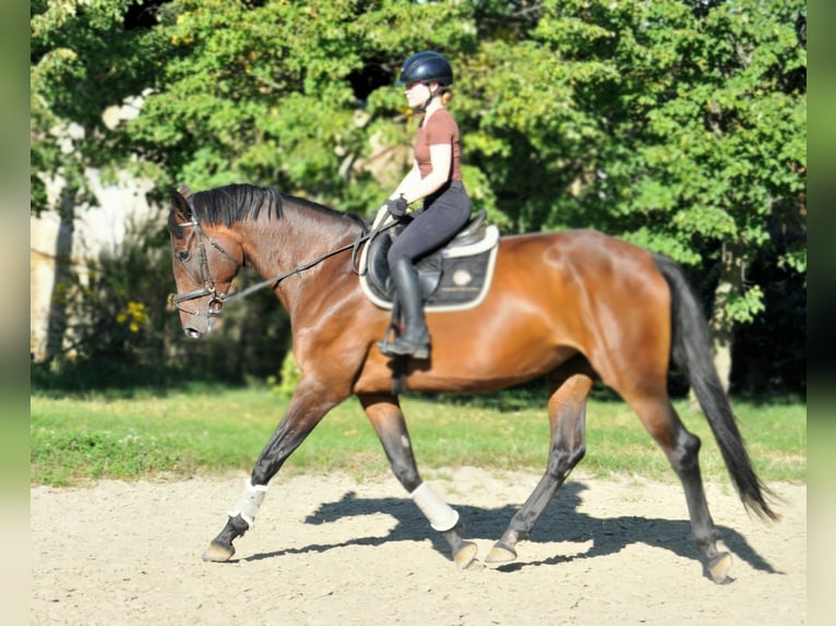 Hongaars sportpaard Merrie 6 Jaar 176 cm Bruin in Schattendorf
