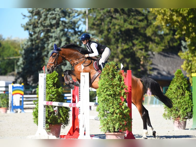 Hongaars sportpaard Merrie 6 Jaar Roodbruin in Piliscs&#xE9;v