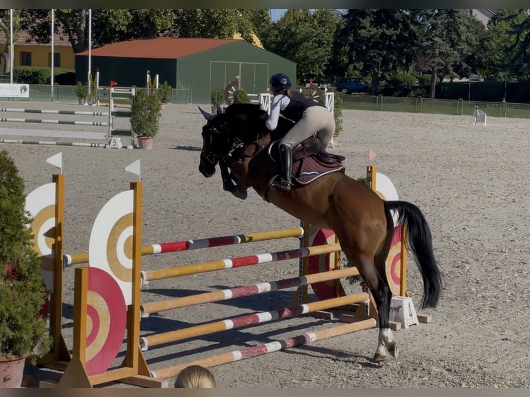 Hongaars sportpaard Merrie 6 Jaar Roodbruin in Piliscs&#xE9;v