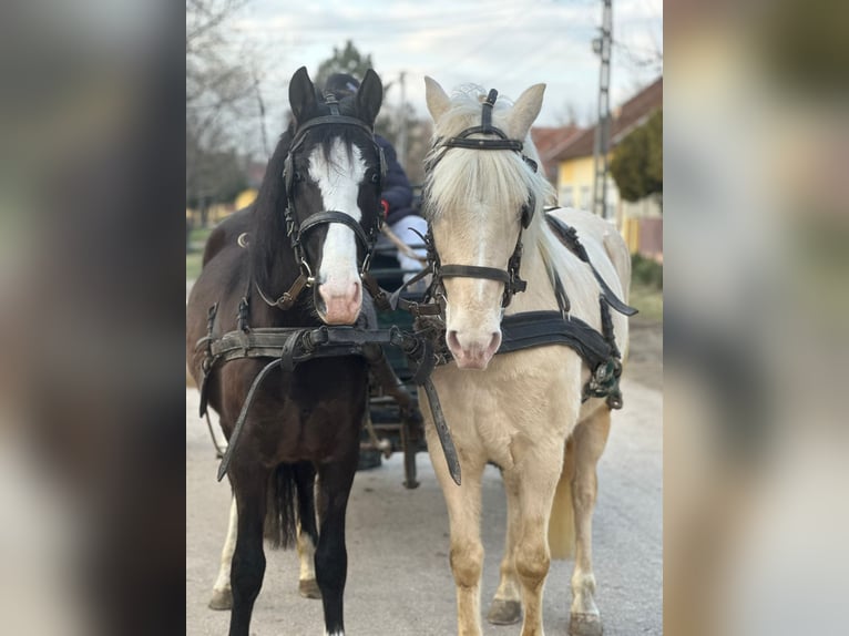 Hongaars sportpaard Mix Merrie 6 Jaar Zwart in Matzersdorf