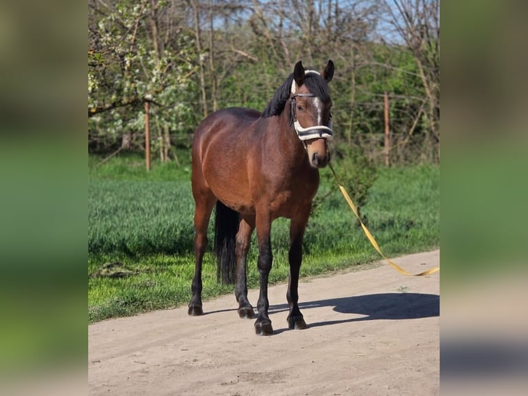 Hongaars sportpaard Mix Merrie 7 Jaar 150 cm Bruin in Cserkeszőlő