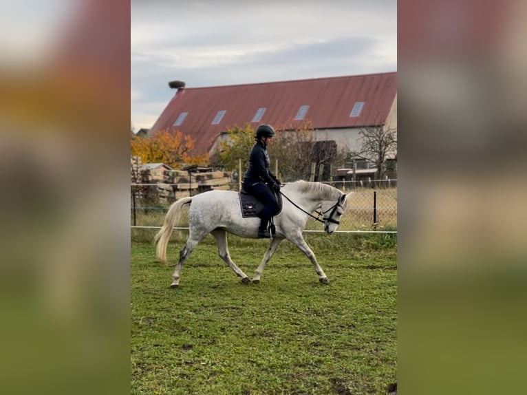 Hongaars sportpaard Merrie 7 Jaar 155 cm Blauwschimmel in Röderland