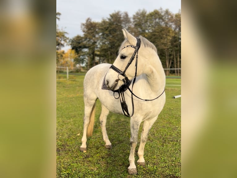 Hongaars sportpaard Merrie 7 Jaar 155 cm Blauwschimmel in Röderland