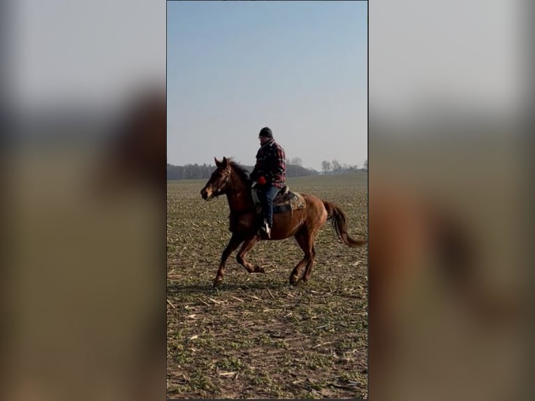 Hongaars sportpaard Merrie 7 Jaar 158 cm Vos in Fincken