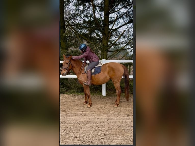 Hongaars sportpaard Merrie 7 Jaar 158 cm Vos in Fincken