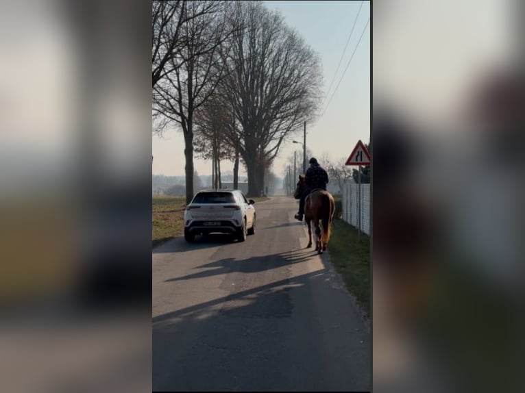 Hongaars sportpaard Merrie 7 Jaar 158 cm Vos in Fincken