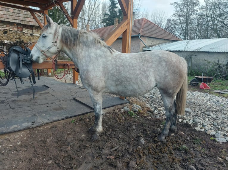 Hongaars sportpaard Mix Merrie 7 Jaar 160 cm Appelschimmel in Aszaló