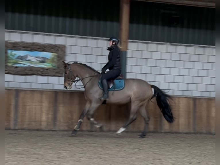 Hongaars sportpaard Merrie 7 Jaar 167 cm Bruin in Oud Gastel