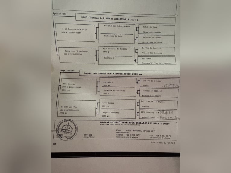 Hongaars sportpaard Merrie 7 Jaar 180 cm Roodbruin in Cs&#xF6;m&#xF6;r