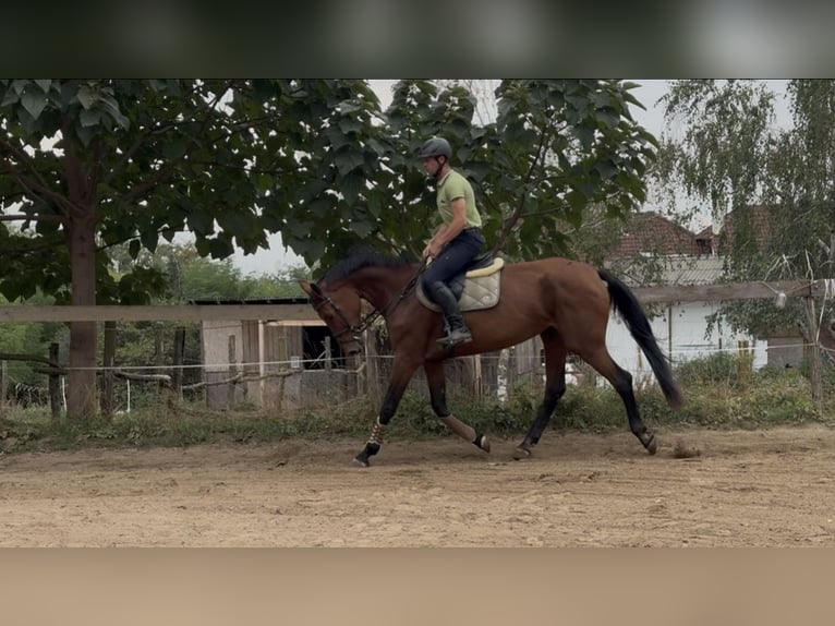 Hongaars sportpaard Merrie 7 Jaar 180 cm Roodbruin in Cs&#xF6;m&#xF6;r