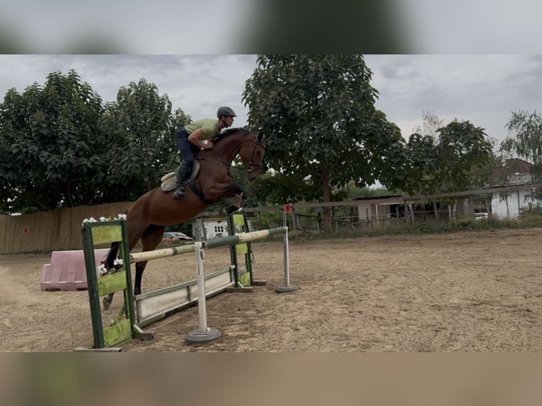 Hongaars sportpaard Merrie 7 Jaar 180 cm Roodbruin in Cs&#xF6;m&#xF6;r