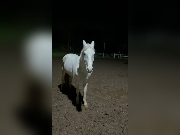 Hongaars sportpaard Merrie 8 Jaar 143 cm Schimmel in Göppingen