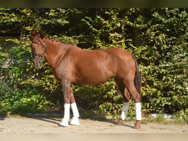 Hongaars sportpaard Merrie 8 Jaar 145 cm Vos in Würzburg