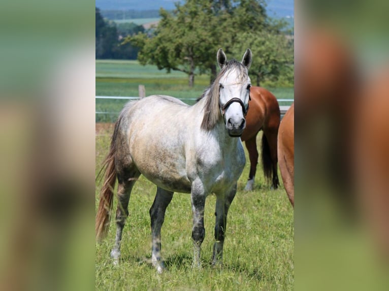 Hongaars sportpaard Merrie 8 Jaar 148 cm Schimmel in Straubenhardt