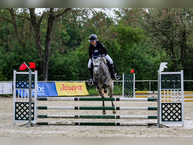 Hongaars sportpaard Merrie 8 Jaar 150 cm Schimmel in Schwabenheim