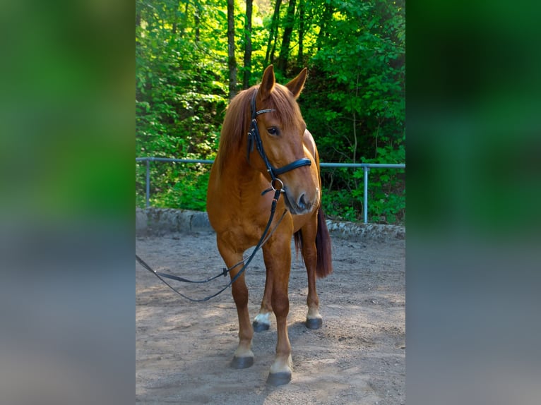 Hongaars sportpaard Mix Merrie 8 Jaar 152 cm Vos in Kupferzell