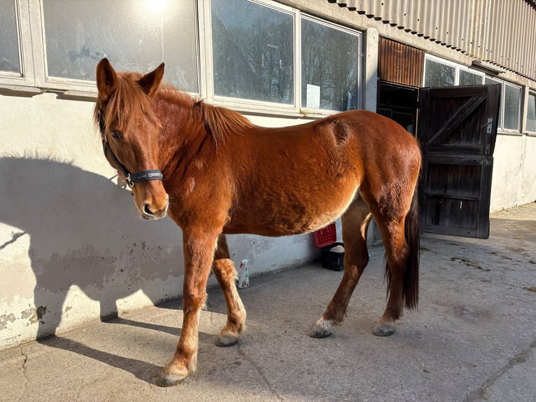 Hongaars sportpaard Mix Merrie 8 Jaar 152 cm Vos in Kupferzell