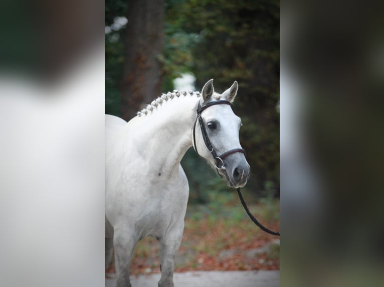 Hongaars sportpaard Merrie 8 Jaar 153 cm Schimmel in Königsdorf