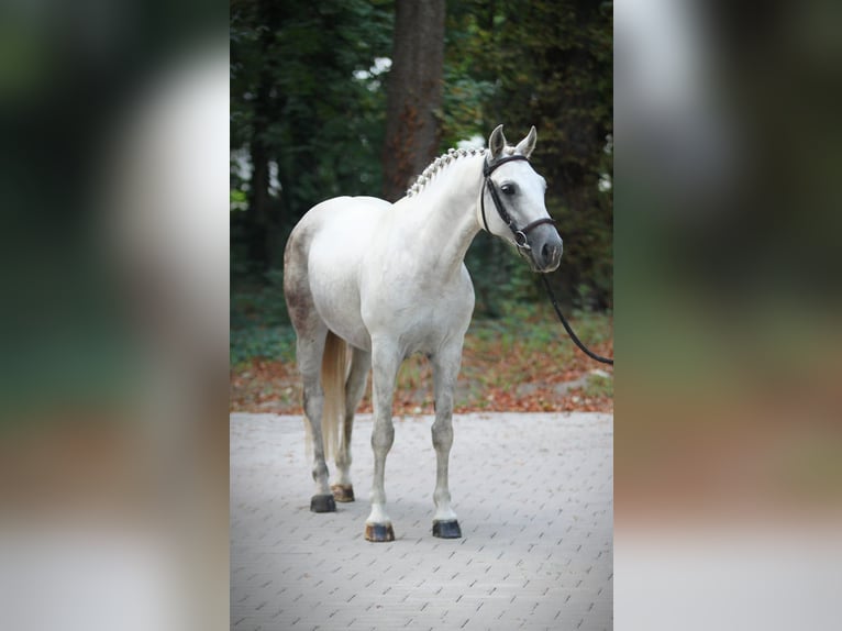 Hongaars sportpaard Merrie 8 Jaar 153 cm Schimmel in Königsdorf