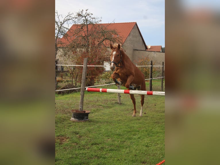 Hongaars sportpaard Mix Merrie 8 Jaar 155 cm Vos in Bismark (Altmark)