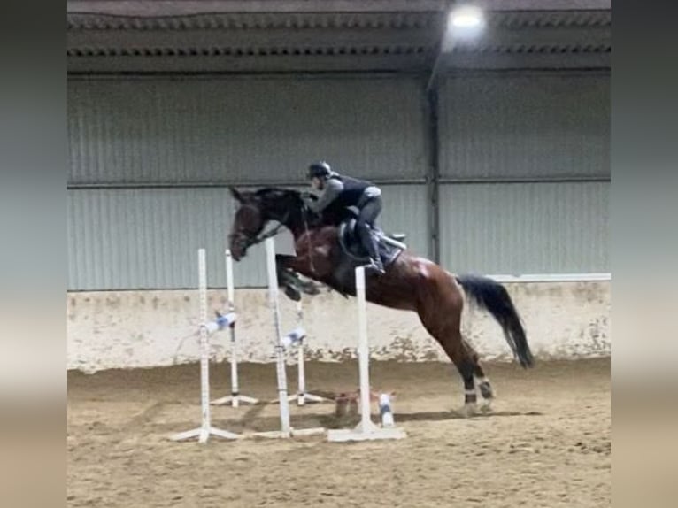 Hongaars sportpaard Merrie 8 Jaar 160 cm Roodbruin in Kecskemét