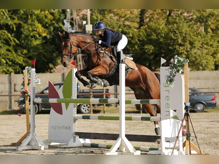 Hongaars sportpaard Merrie 8 Jaar 160 cm Roodbruin in Kecskemét