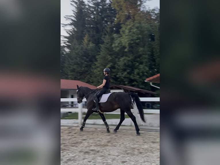 Hongaars sportpaard Merrie 8 Jaar 160 cm Zwartbruin in Riedering