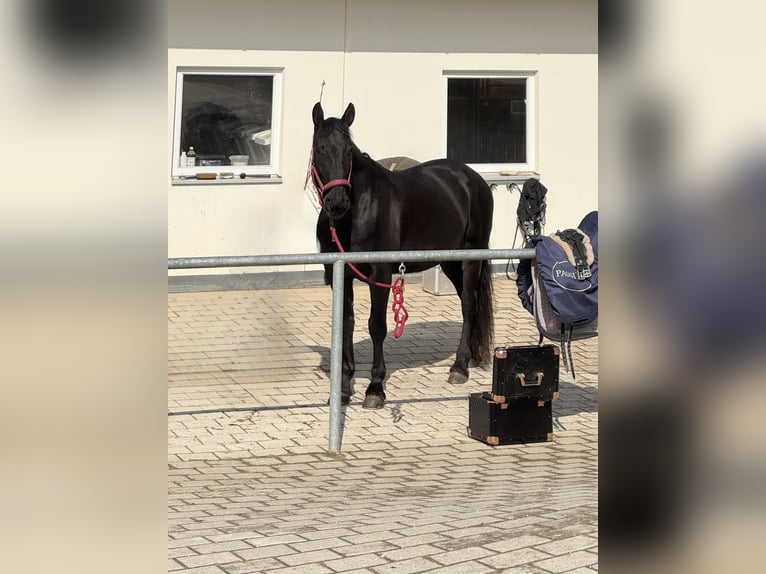 Hongaars sportpaard Merrie 8 Jaar 160 cm Zwartbruin in Riedering