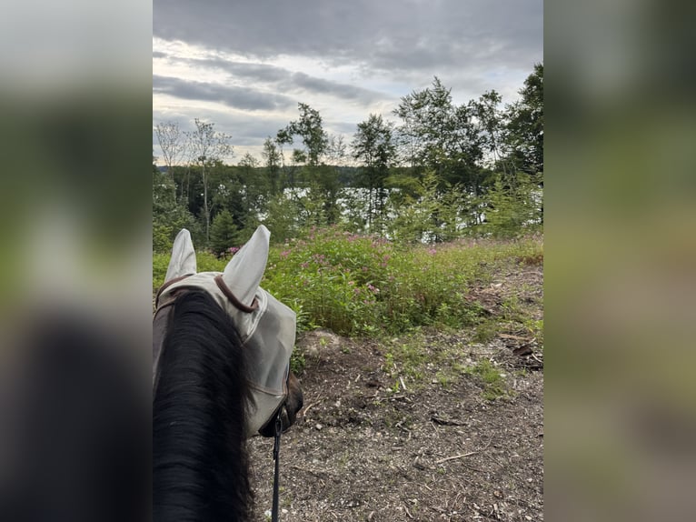 Hongaars sportpaard Merrie 8 Jaar 160 cm Zwartbruin in Riedering