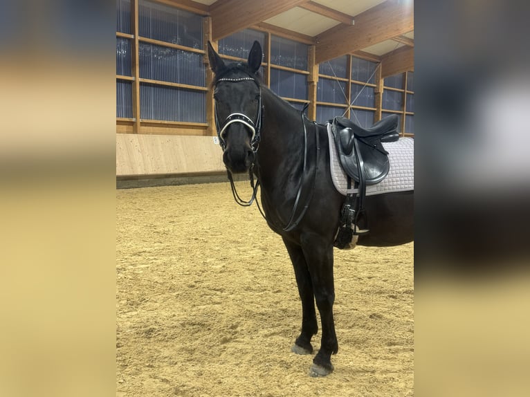 Hongaars sportpaard Merrie 8 Jaar 160 cm Zwartbruin in Riedering