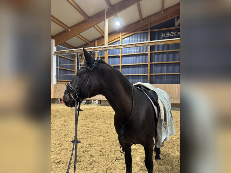 Hongaars sportpaard Merrie 8 Jaar 160 cm Zwartbruin in Riedering