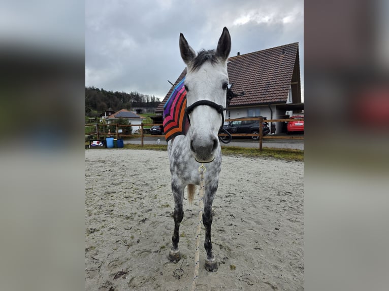 Hongaars sportpaard Merrie 8 Jaar 162 cm Appelschimmel in Biezwil