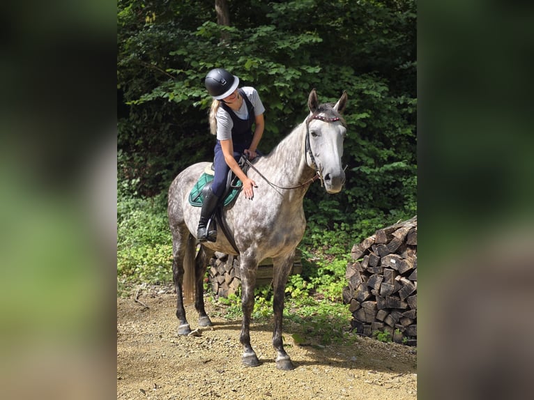 Hongaars sportpaard Merrie 8 Jaar 162 cm Appelschimmel in Biezwil