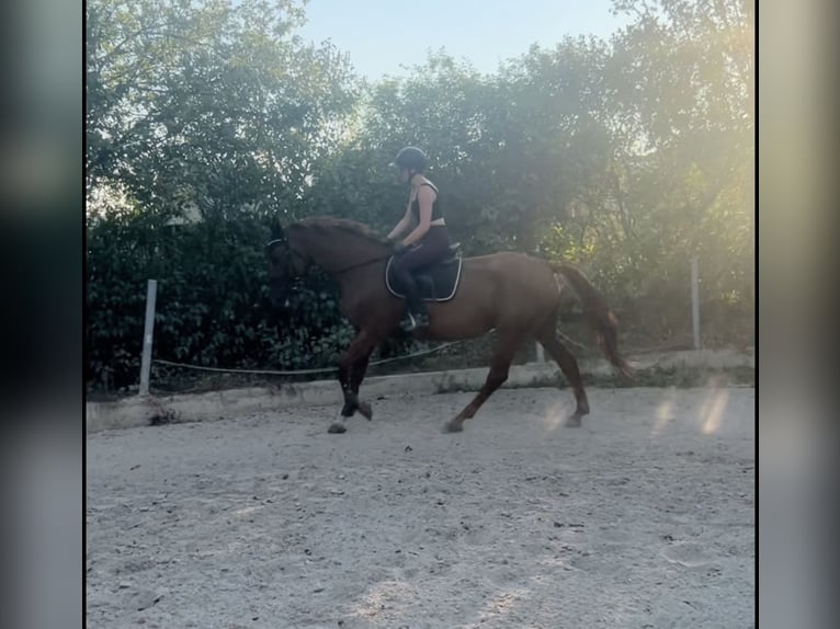 Hongaars sportpaard Merrie 8 Jaar 163 cm Vos in Eggendorf