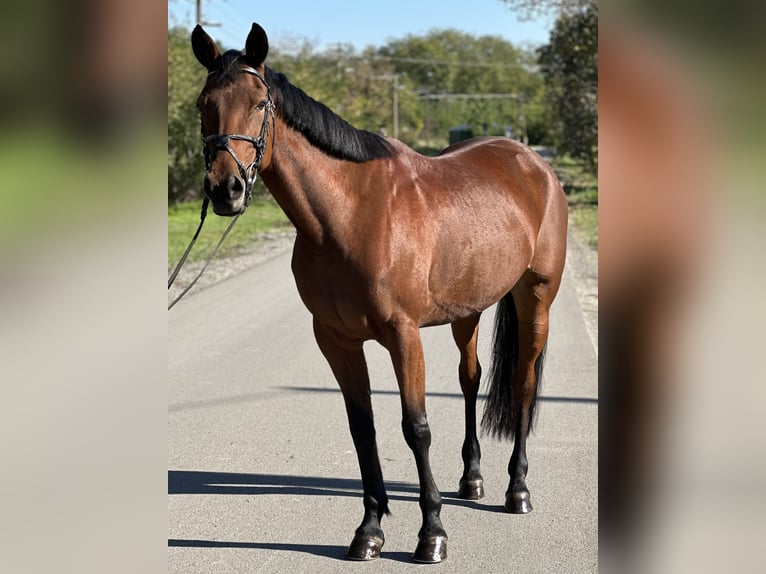 Hongaars sportpaard Mix Merrie 8 Jaar 164 cm Roodbruin in Baja