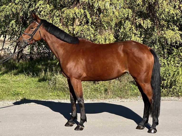 Hongaars sportpaard Mix Merrie 8 Jaar 164 cm Roodbruin in Baja