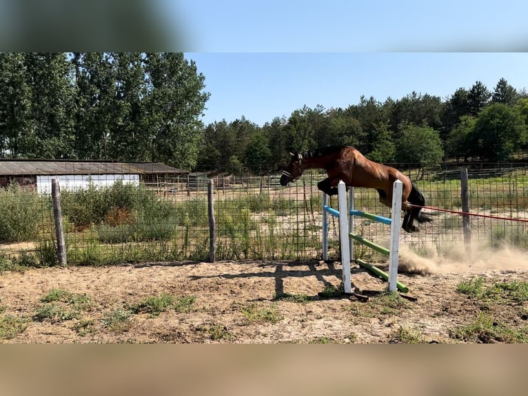 Hongaars sportpaard Mix Merrie 8 Jaar 164 cm Roodbruin in Baja