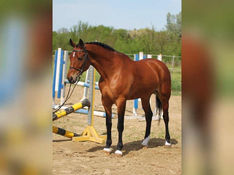 Hongaars sportpaard Merrie 8 Jaar 165 cm Brauner in Békésszentandrás
