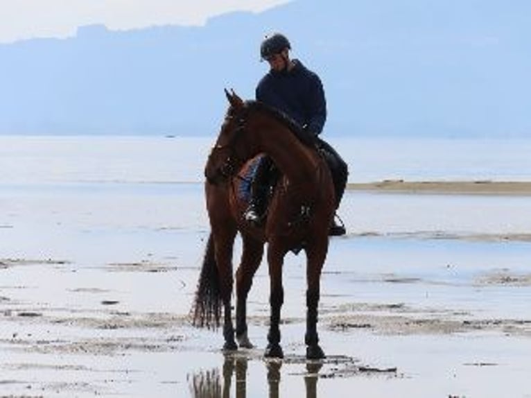 Hongaars sportpaard Merrie 8 Jaar 166 cm  in Bodolz