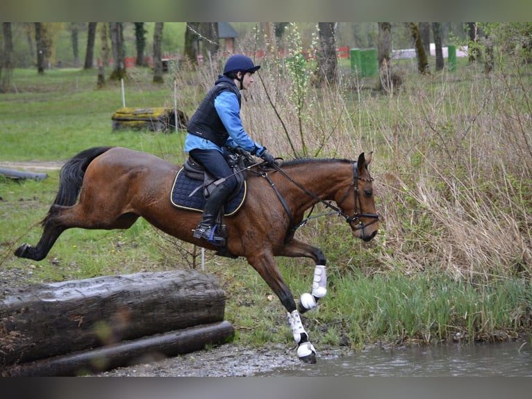 Hongaars sportpaard Merrie 8 Jaar 166 cm  in Bodolz