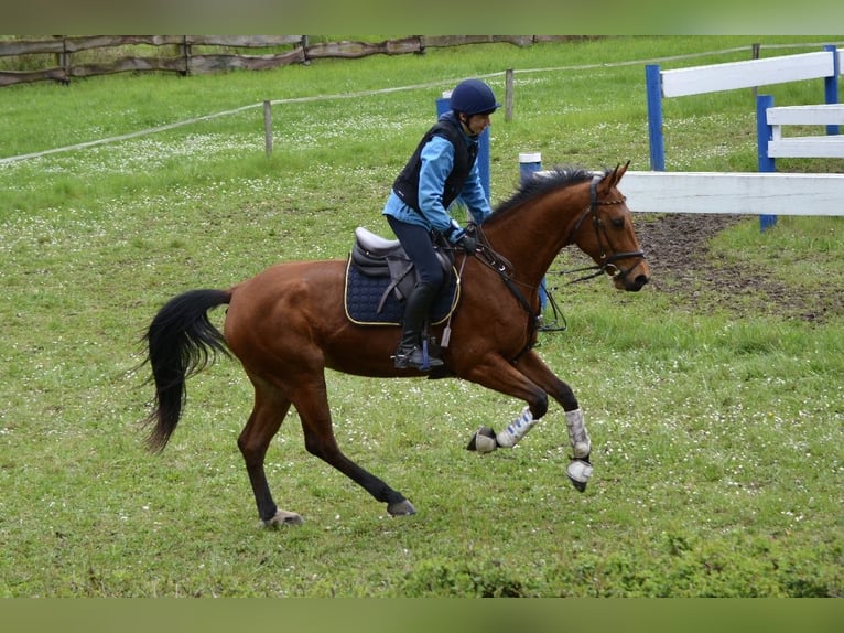 Hongaars sportpaard Merrie 8 Jaar 166 cm  in Bodolz