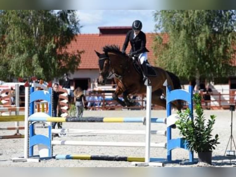 Hongaars sportpaard Mix Merrie 8 Jaar 167 cm Roodbruin in Gönyű
