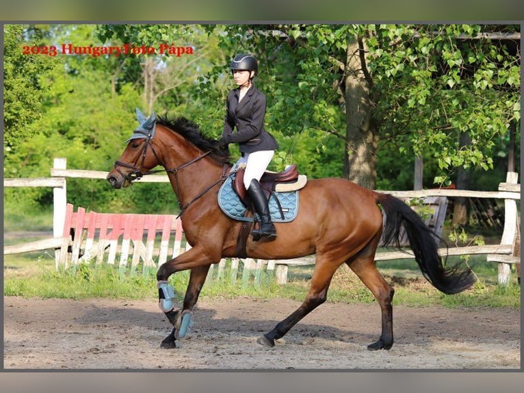 Hongaars sportpaard Mix Merrie 8 Jaar 167 cm Roodbruin in Gönyű